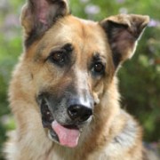 Happy female German shepherd dog