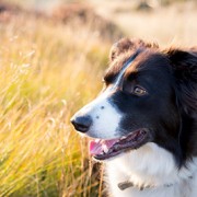 border collie in tall grass