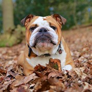 Dog tilting head, waiting for puzzle