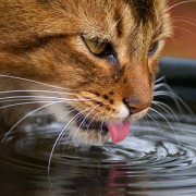 when cats drink from the same spot, giardia is a risk