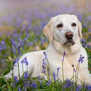 yellow labrador dog outside