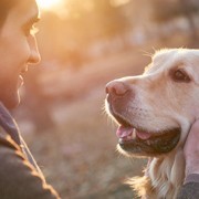 golden retrievers can get hemangiosarcoma