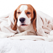 how do i know if my dog has an upper respiratory infection