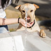 dog drinking from water fountain