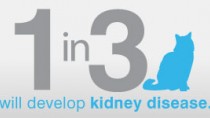 IDEXX SDMA test can help spot kidney disease in cats months or years sooner.
