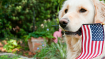 11 Pets Sound Off for Independence Day