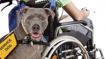 4 Paws for Ability: A Mission to Connect Service Dogs with Disabled Children