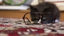 5 Common Cat-health Myths