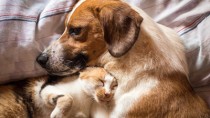 Dog and Cat Together on Bed