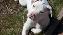 Abandoned and Abused, a Puppy is Saved by a Heroic Pit Bull