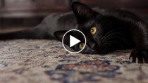 New Video Proves Black Cats Are Very Good Luck