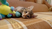 adopted cat plays with toy