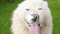 The Amazing Singing Dog is Only the Beginning!