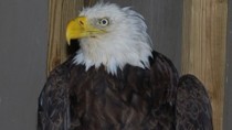 Bald Eagle Rescue Photos