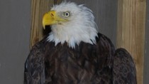 Bald Eagle Rescue Photos: X-ray