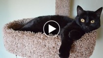 Black cat laying on cat tower