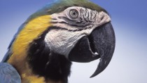 Parrot, close up