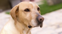 Canine Bladder Infection: New Study May Change Treatment