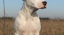 Courageous Dog Survives 9 Days Buried Under Tornado Wreckage