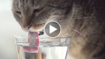 Cute Kitties Drinking in Slow-Mo: Can You Spot The Difference?