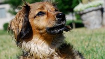 Dachshund Fights off Burglar and Goes Missing