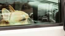 6 Dogs Perish in Canada after Being Left in a Hot Car