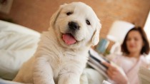 Happy puppy in bed
