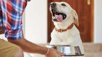 Pet owner feeding his dog