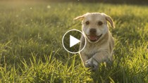 Five Adorable Dog Videos to Make You Ache for Spring