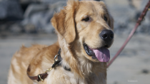 Golden Retriever Saves Man From Seizure