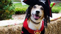 Pets Celebrate Halloween