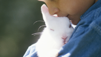 Hero Bunnies save a Family from Fire