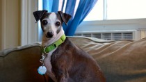 Fiona on Couch