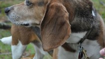 Beagle looking over shoulder in forest