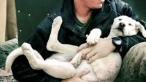 War Dogs: Tales of Canine Heroism, History, and Love