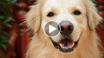 Little Boy Makes Incredible Recovery with the Help of Therapy Dog