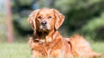 Golden Retriever's like this can sometimes have a air outside the lungs