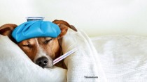 dog in bed, sick with canine influenza: H3N2