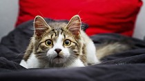 New Seizure Study Shows Your Cat Might Need Earplugs