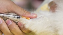 New Vaccine Site for Cats Could Save Lives