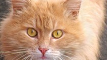 Orange cat with big eyes