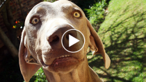 Pet Parents Tell Their Pups They’re Adopted and Their Reactions are Priceless