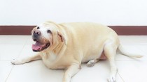 Obese lab on the floor