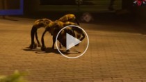 Mutant Spider Dog: Funny or Dangerous? A Vet's Perspective