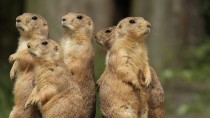 Prairie Dog Deaths Cause Concern about the Plague