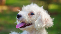 Stray Dog Finds New Home With Baseball Team