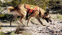 Rescue Dogs Search Washington Mudslide