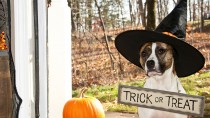 5 Horribly Hilarious Halloween Pet Videos