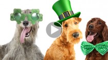 Adorable Irish Breeds to Perk Up Your St. Patrick's Day