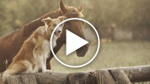 This Budweiser Commercial May Just Top Them All